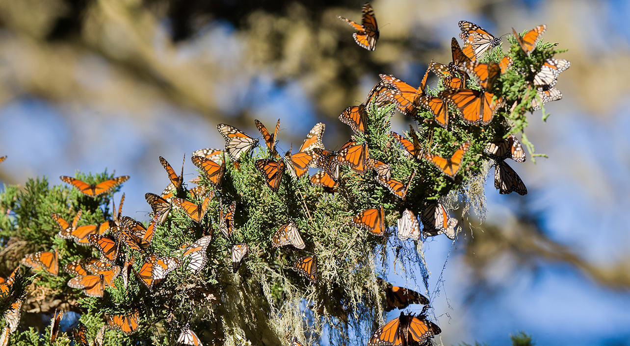 WE ARE NESTLED BESIDE THE MONARCH BUTTERFLY SANCTUARY