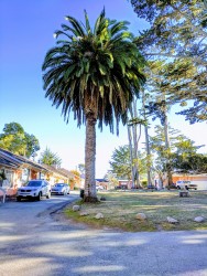 Butterfly Grove Inn - Palm Trees