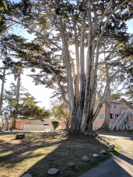 Butterfly Grove Inn - Large Trees