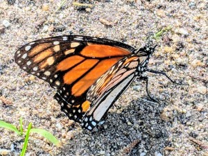 Butterfly Grove Inn - Butterfly