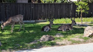 Butterfly Grove Inn - Deers